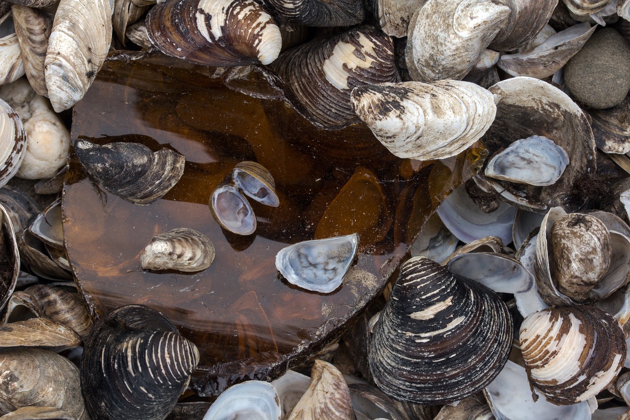 mussels bank rhine river free photo