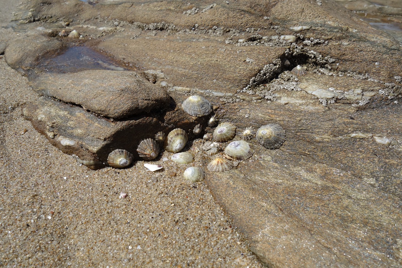 mussels snails atlantic free photo