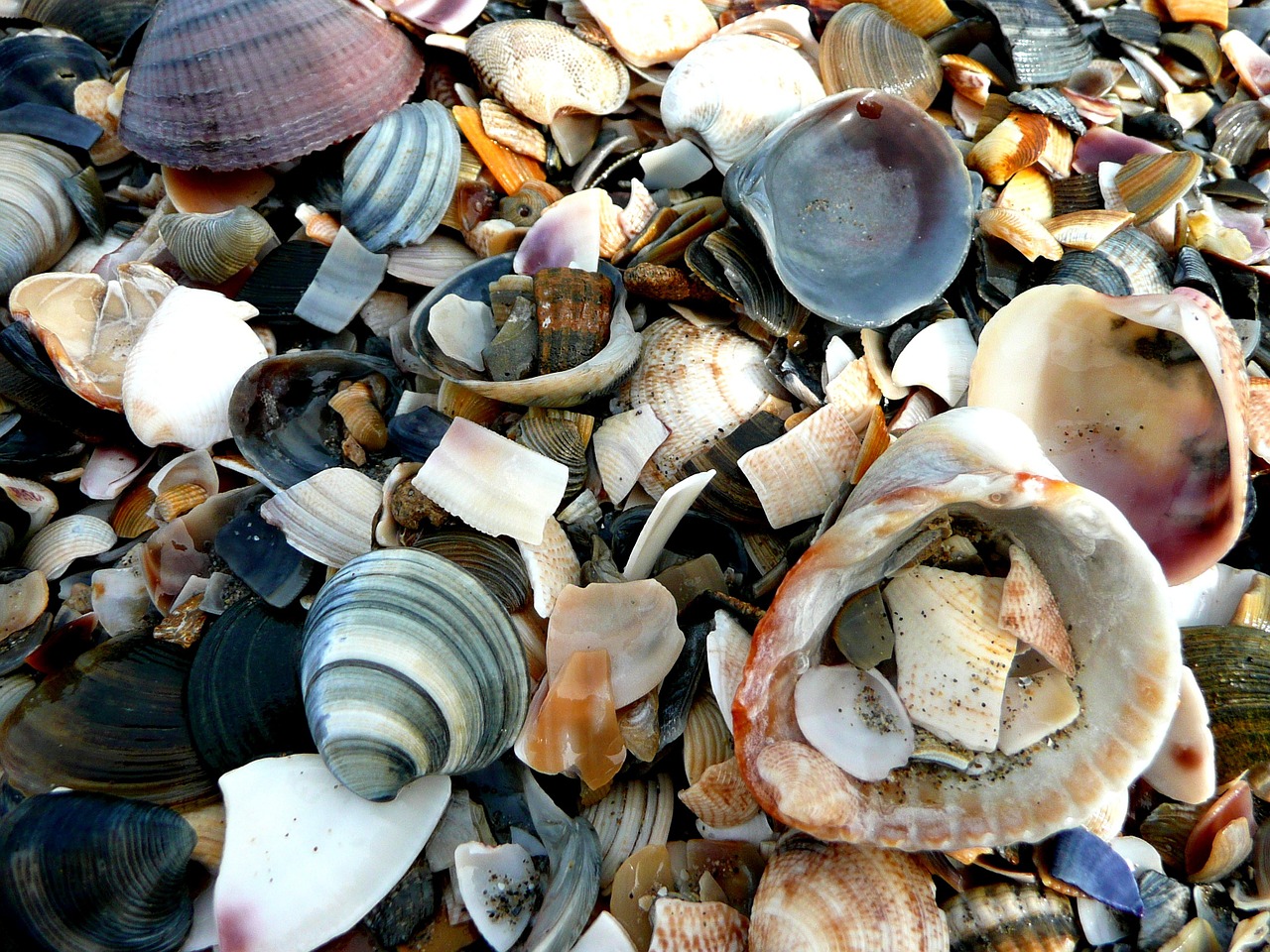 mussels shard beach free photo