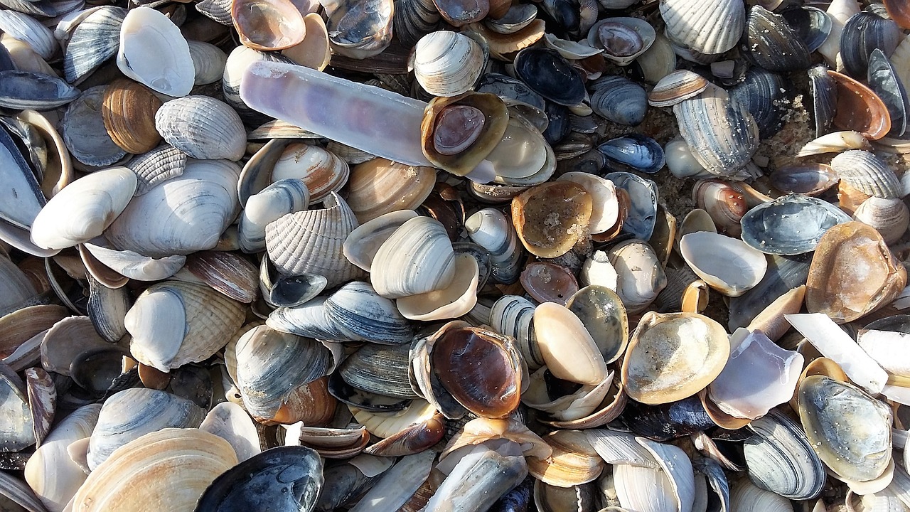 mussels beach sea free photo