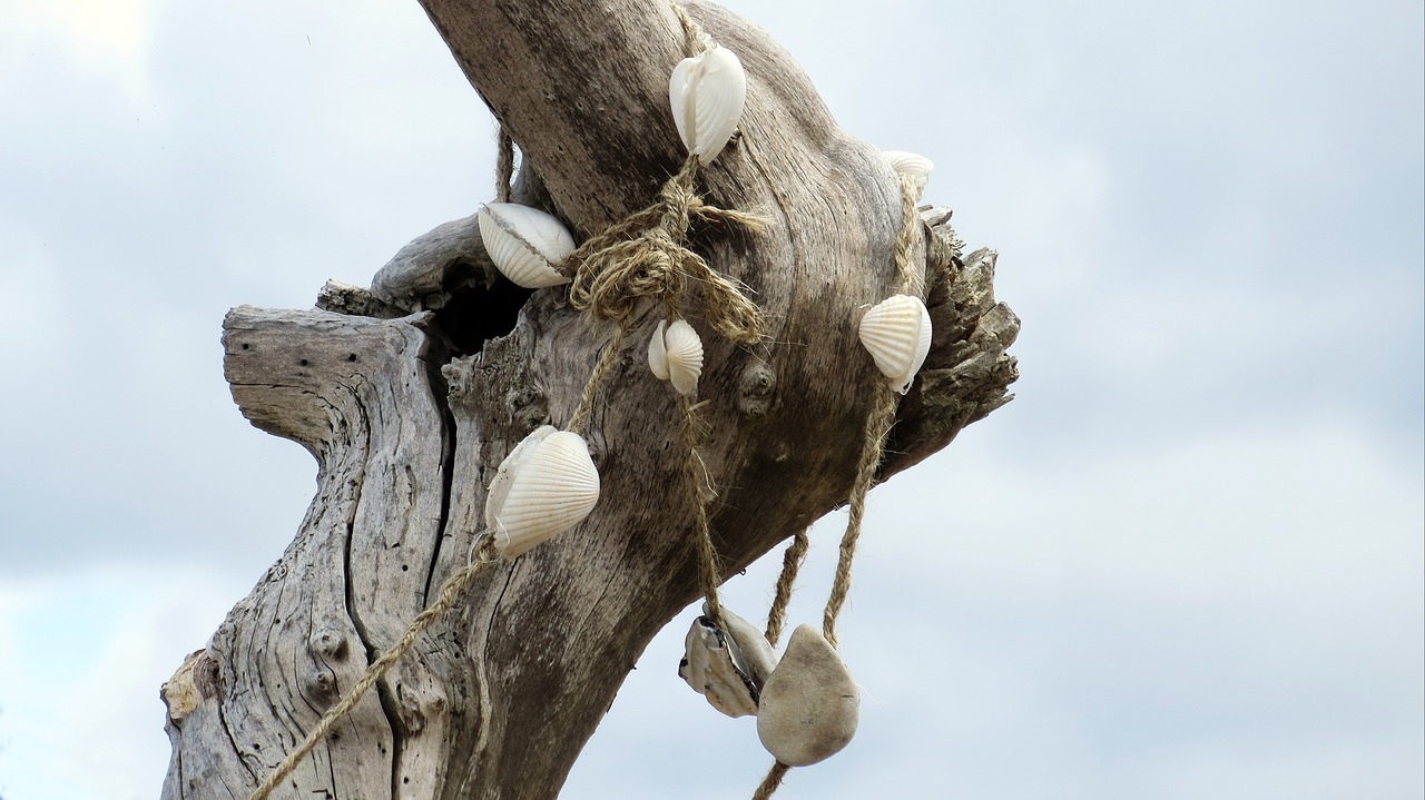 mussels branch grove free photo