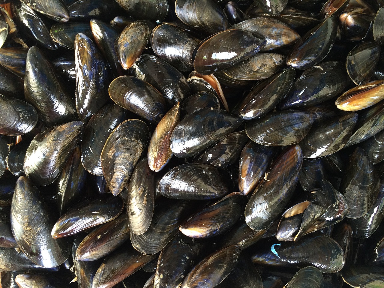 mussels shellfish black free photo