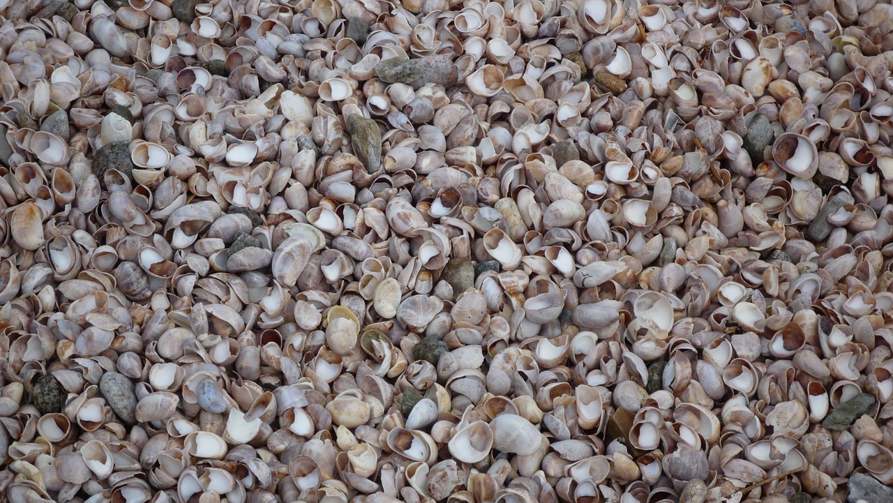 mussels shells beach free photo