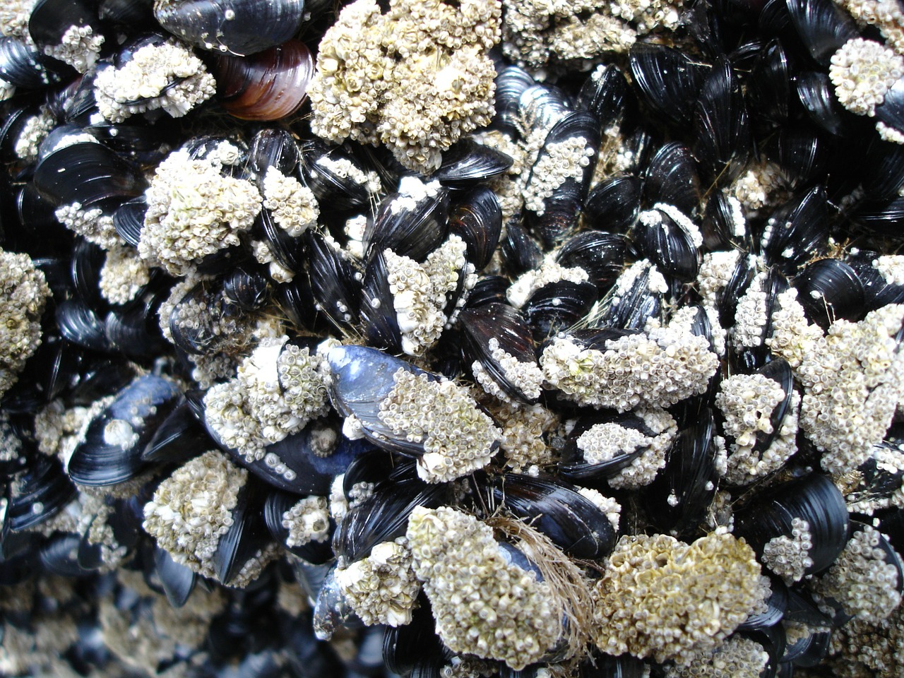 mussels low tide barnacles free photo
