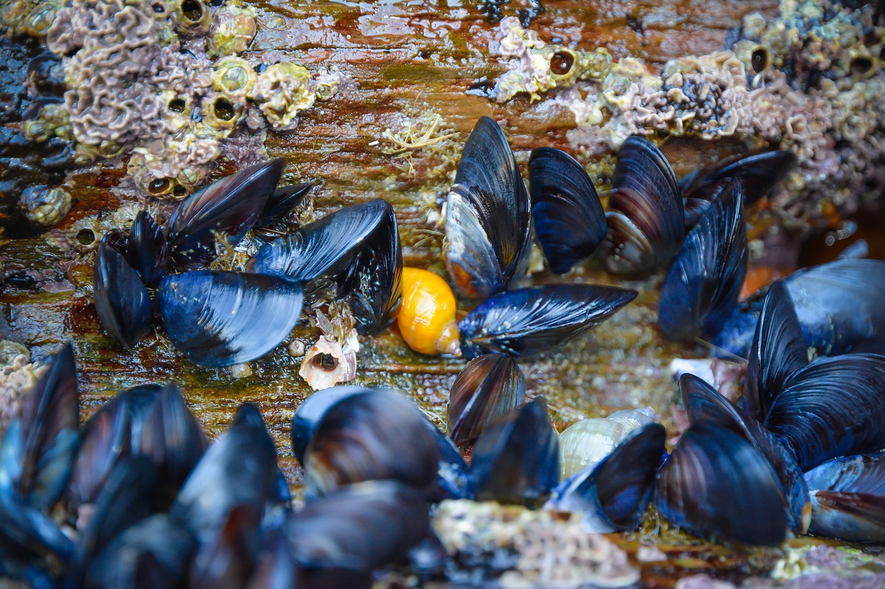mussels shell rock free photo