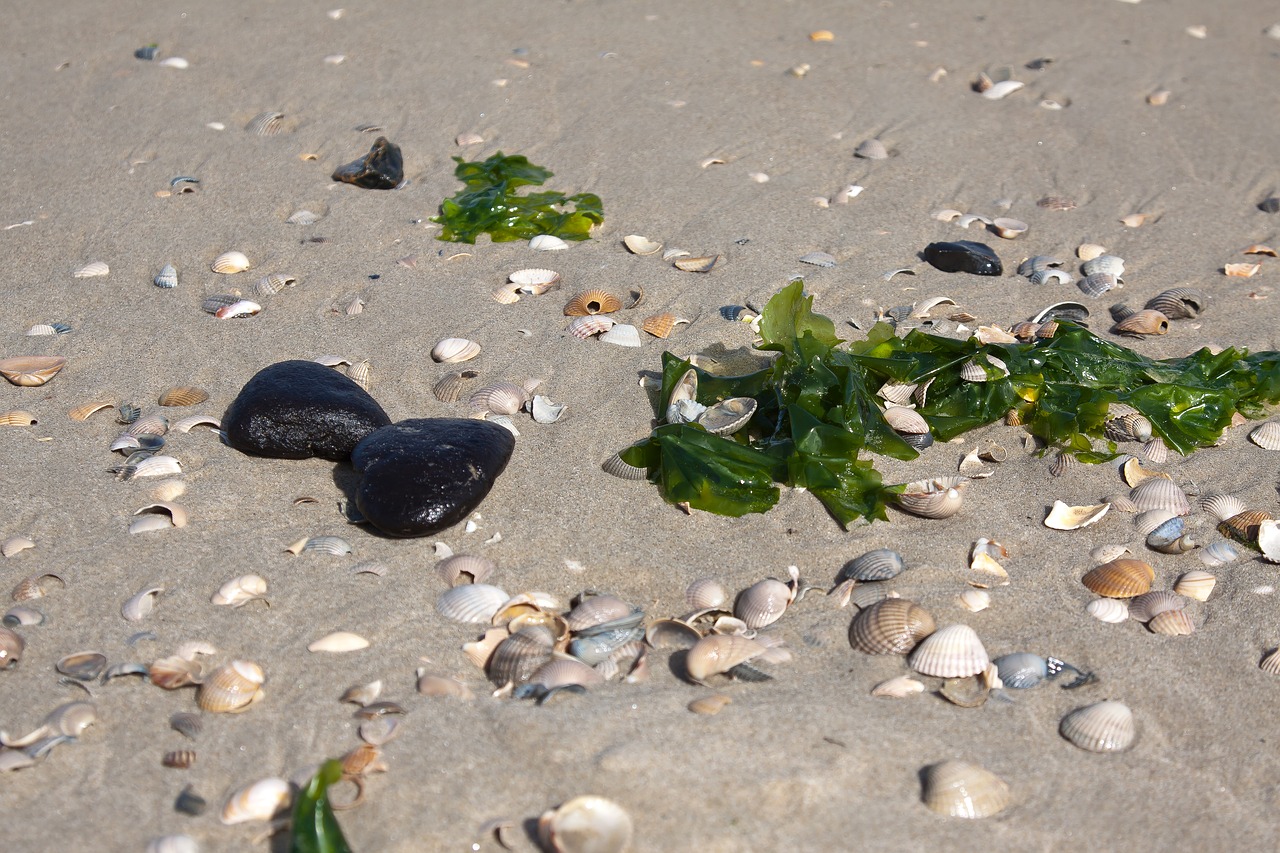 mussels sand windspiel free photo