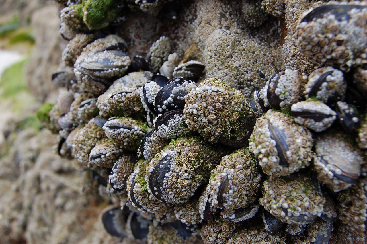 mussels ebb sea grass free photo