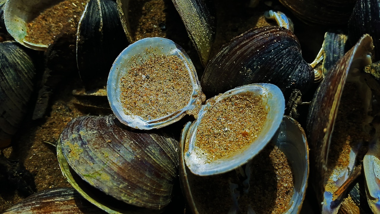 mussels shell beach free photo