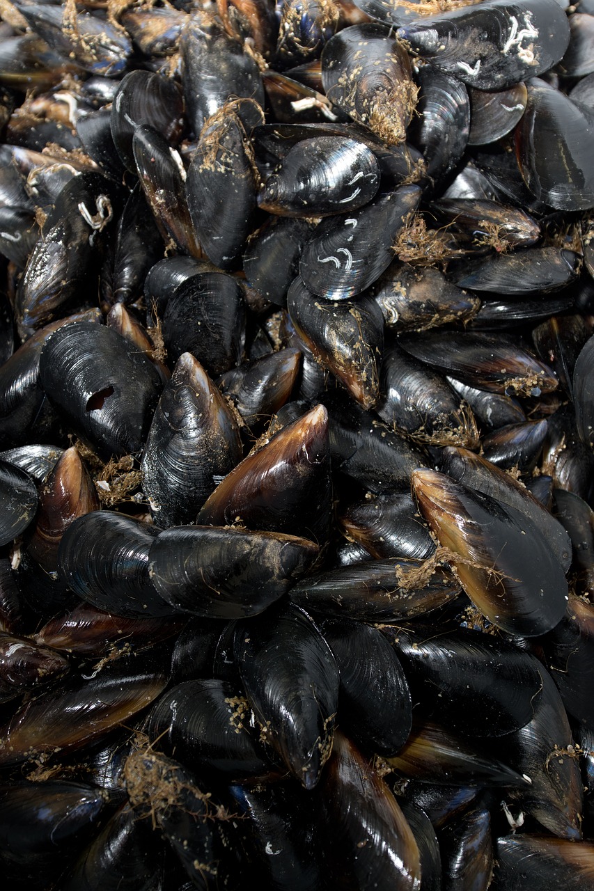 mussels seafood shells free photo