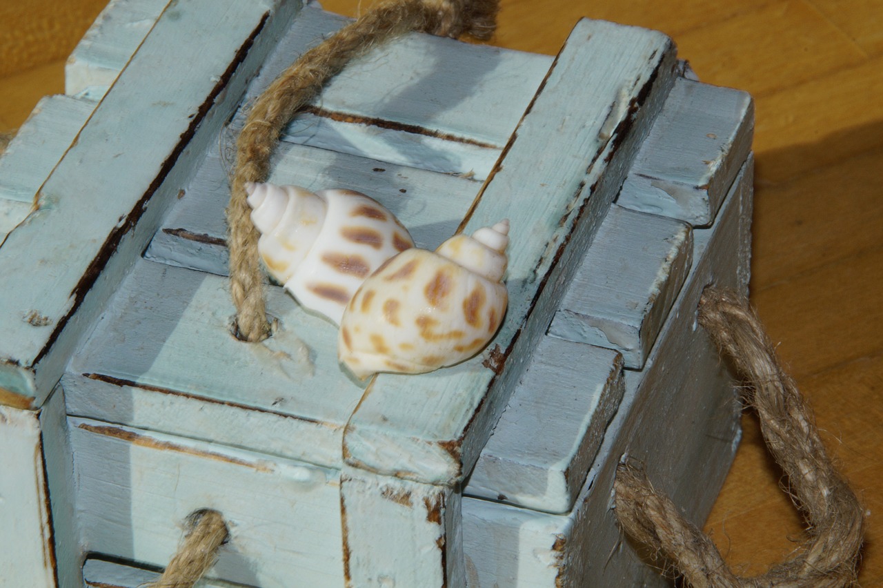 mussels snail shells box free photo