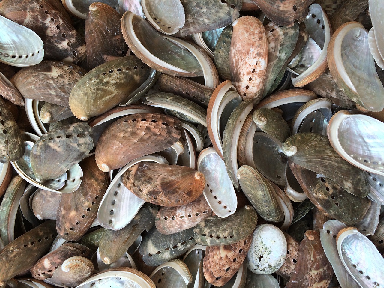 mussels north sea sea animals free photo