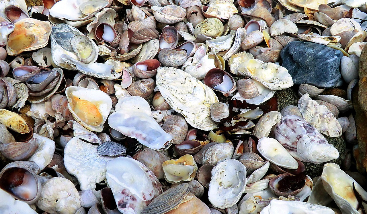 mussels beach stones free photo