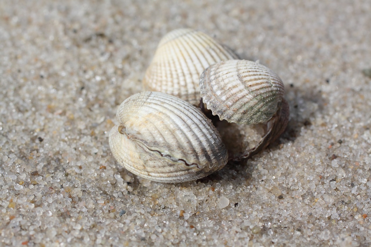 mussels beach sand free photo