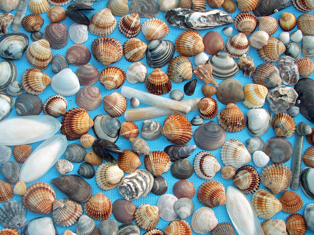 mussels mediterranean blue background free photo