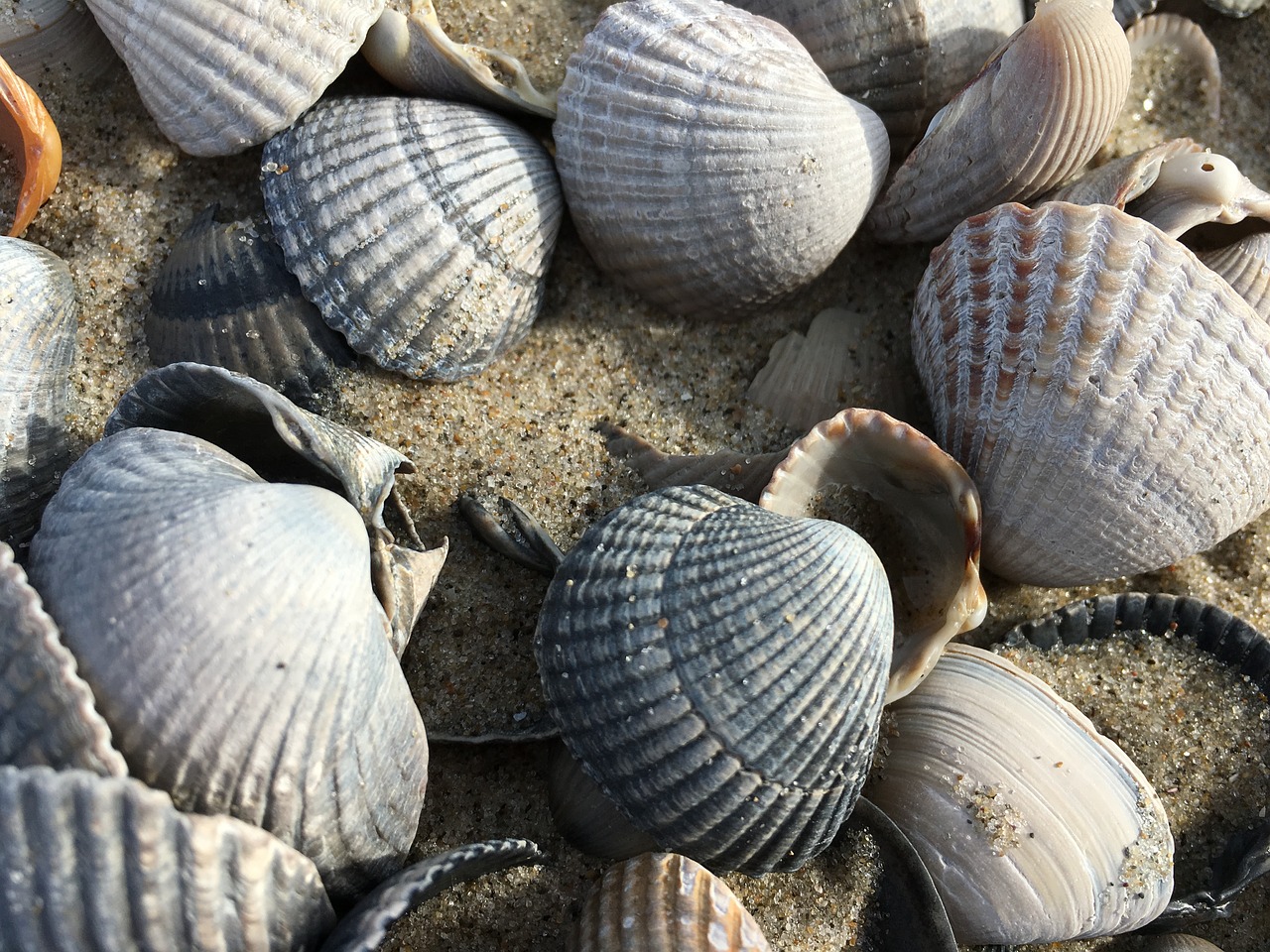 mussels sea beach free photo