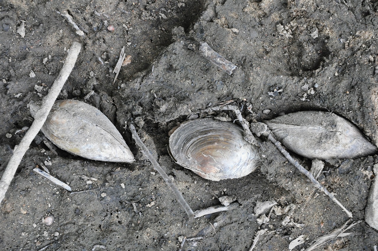 mussels the bottom of the pond free photo