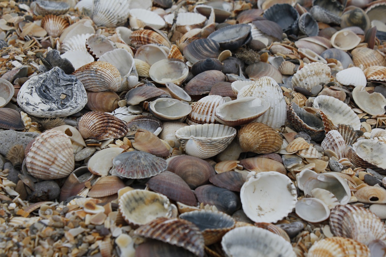mussels beach mussel shells free photo