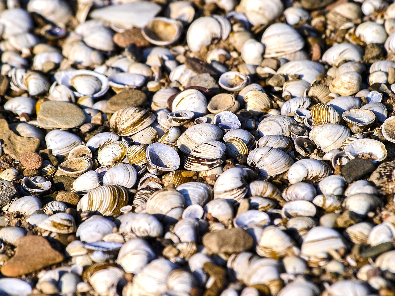 mussels nature mussel shells free photo