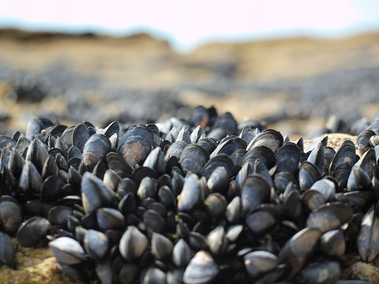mussels sea nature free photo