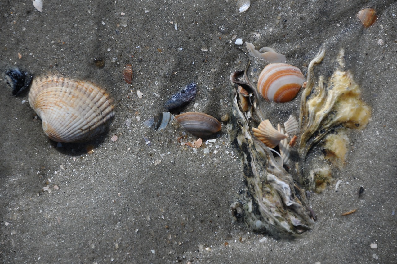 mussels sand watts free photo