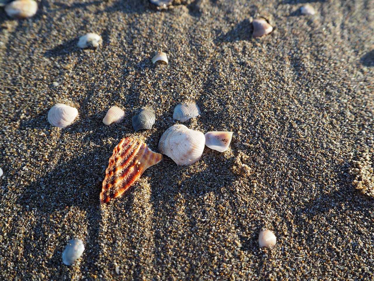 mussels sea beach free photo