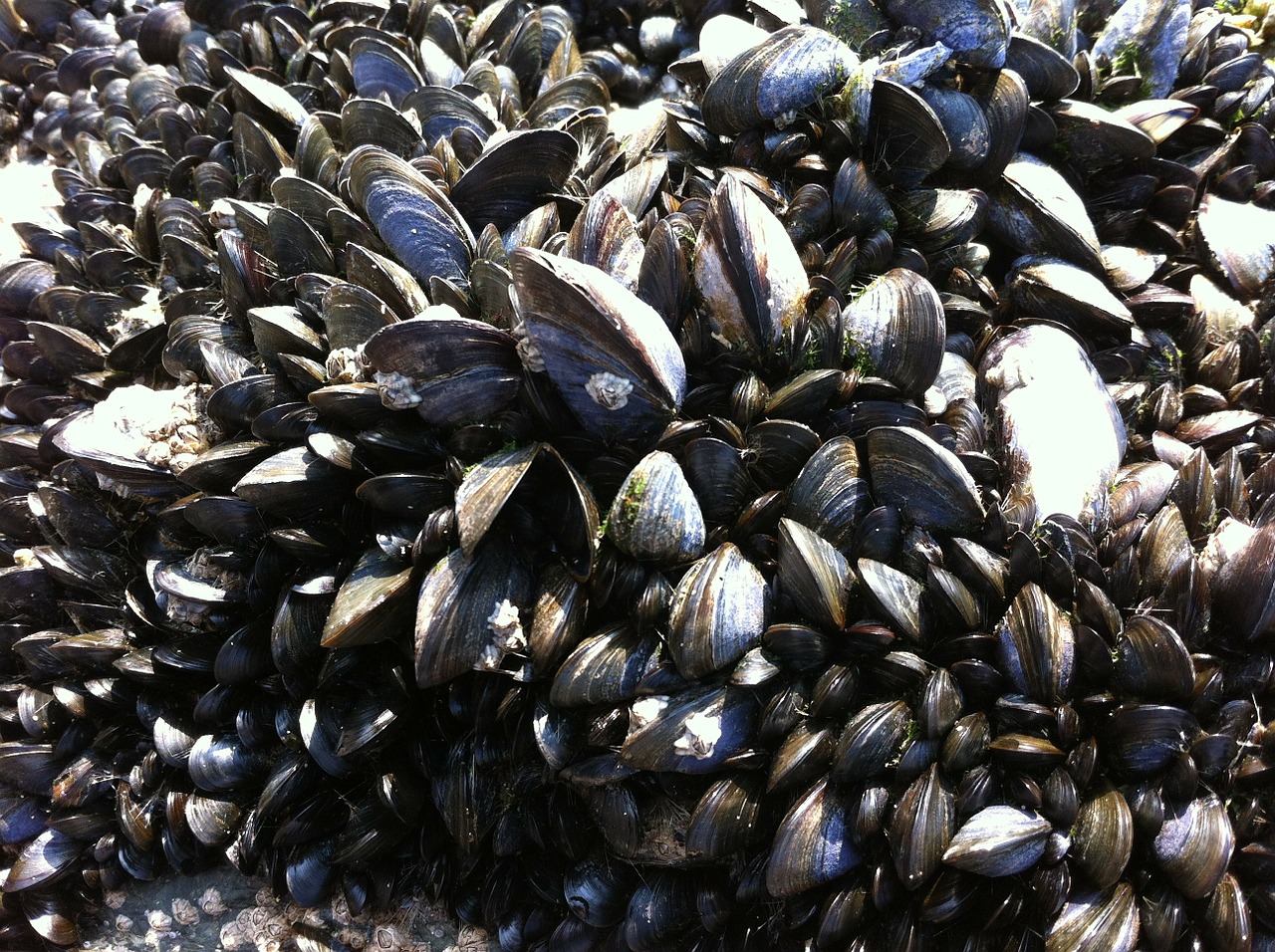 mussels seafood shellfish free photo