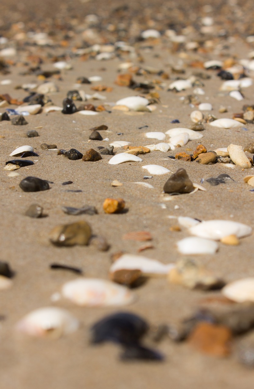 mussels sand north sea free photo