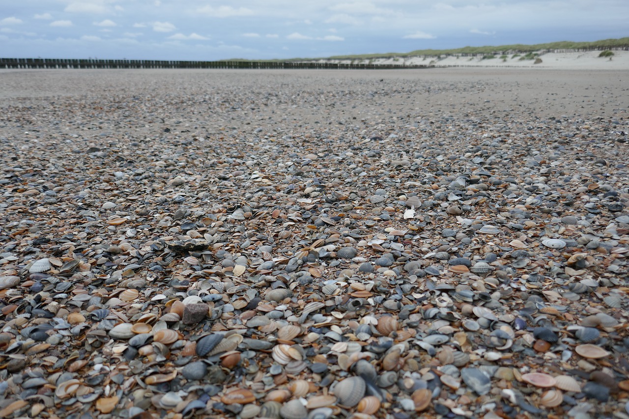 mussels beach stones free photo