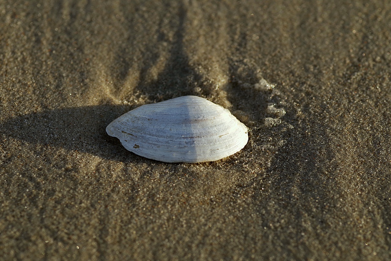 mussels seashell white free photo