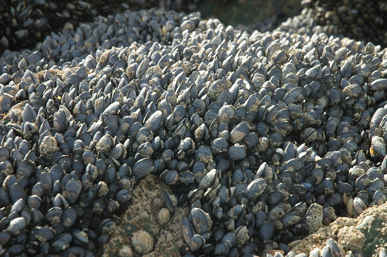 mussels rock coast free photo