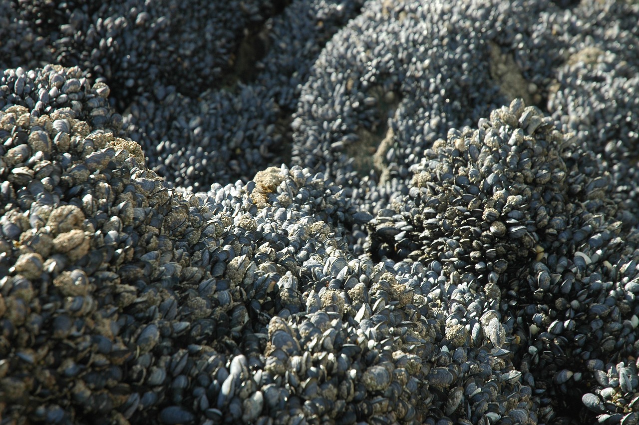 mussels ebb sea free photo