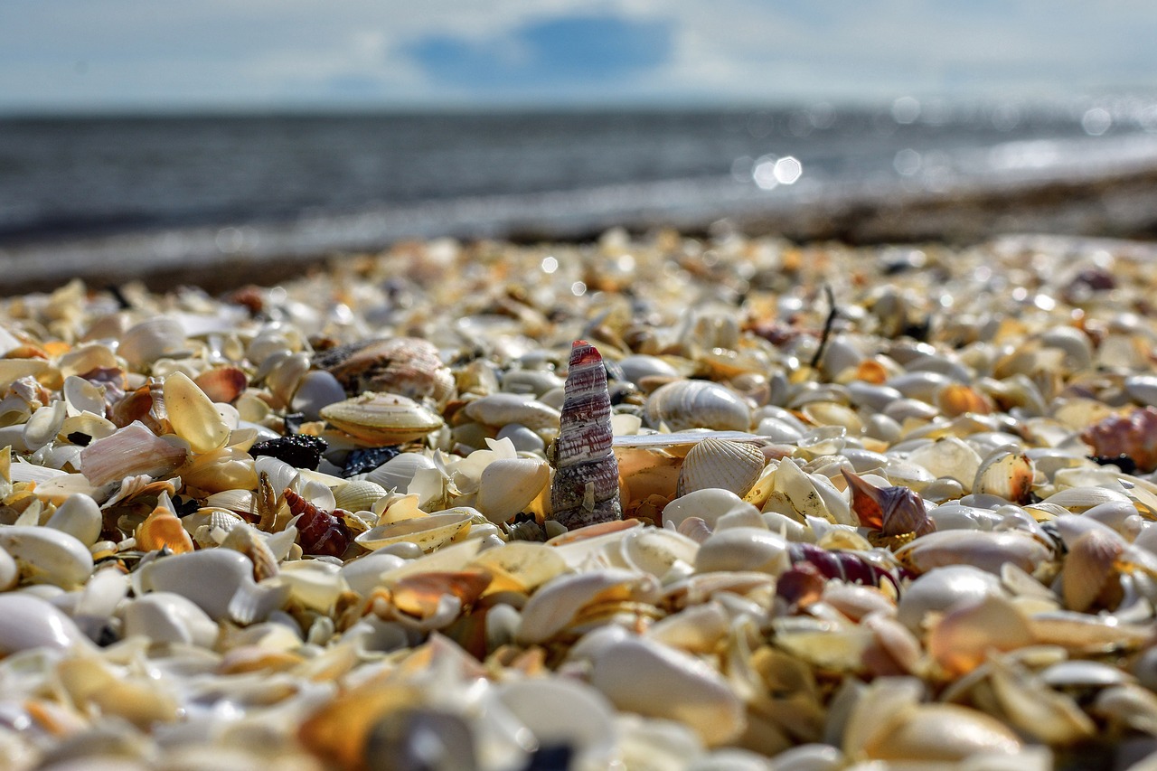 mussels horizon sea free photo