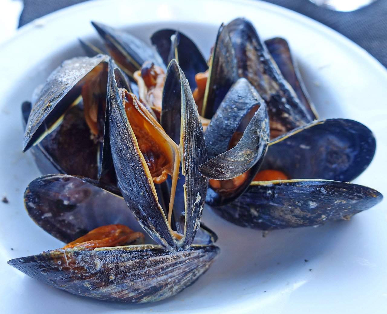 mussels steamed seafood free photo