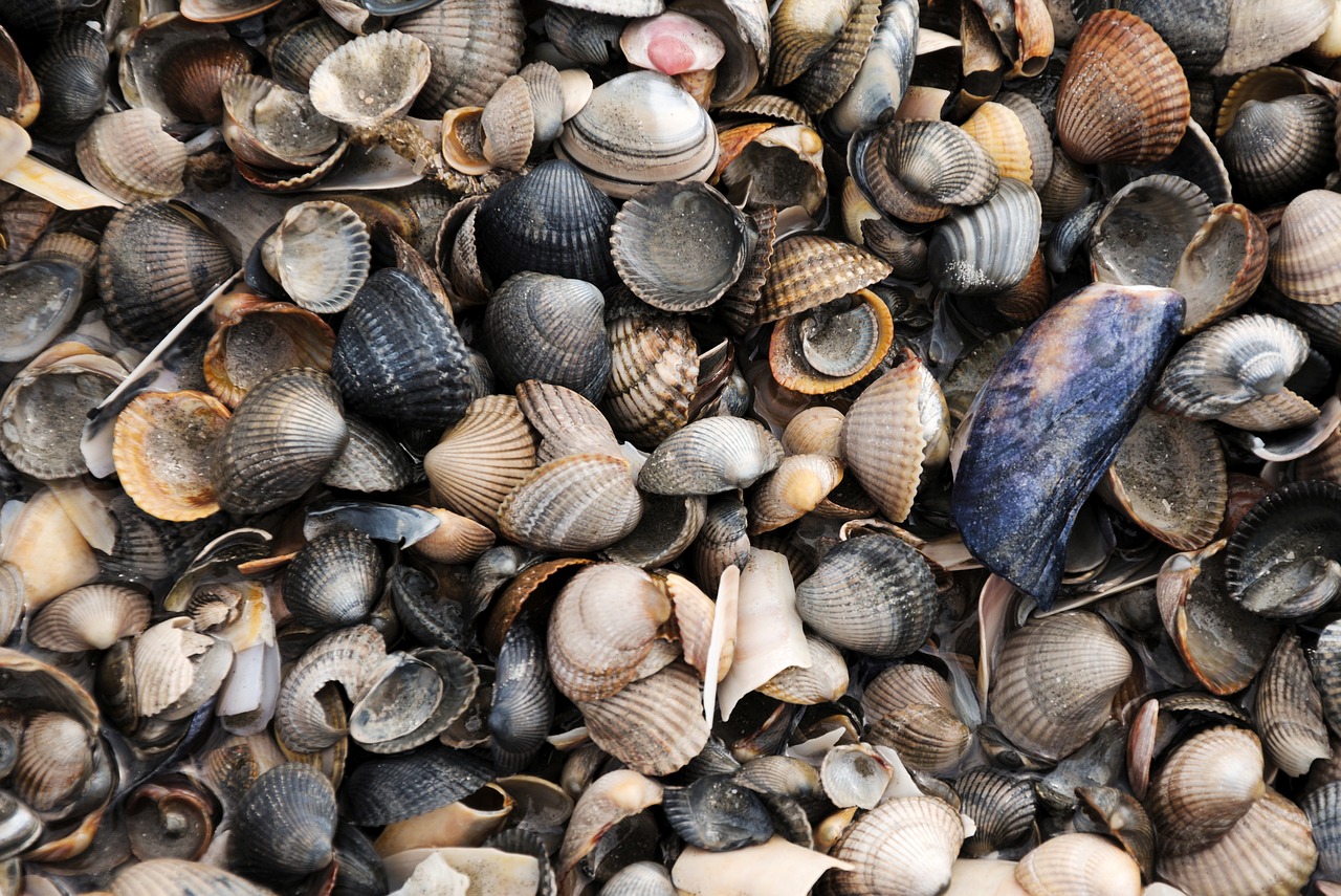 mussels sea north sea free photo