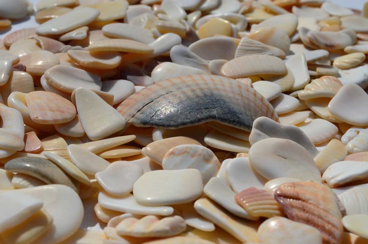 mussels mother of pearl fragments free photo