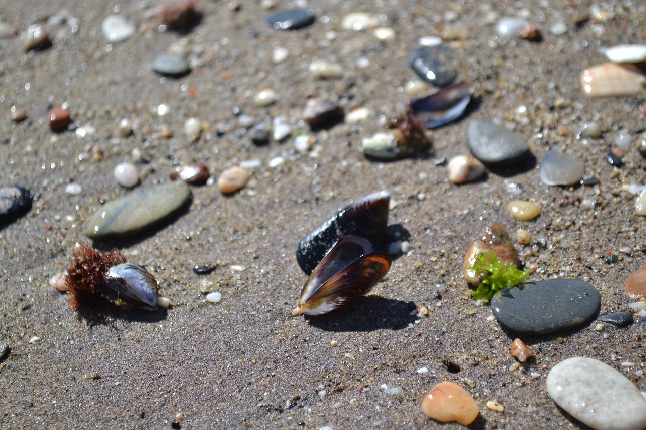 mussels beach sand beach free photo