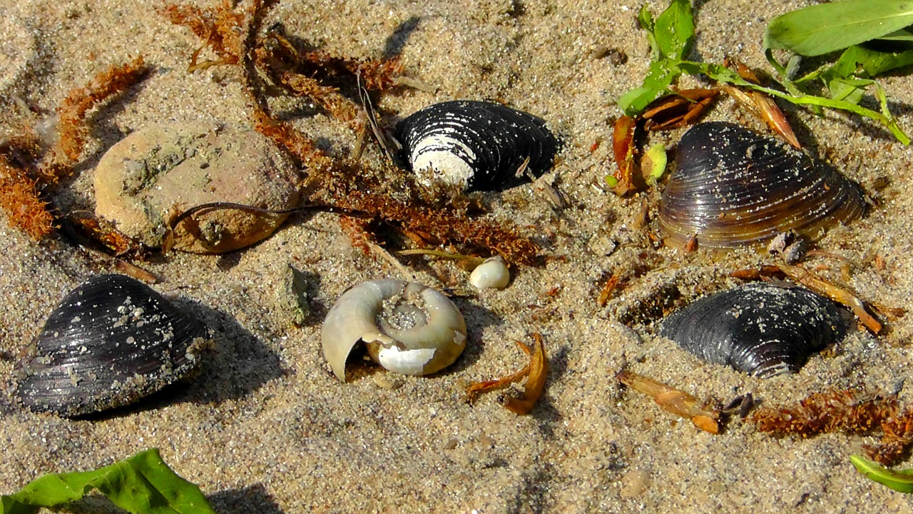 mussels flotsam beach free photo