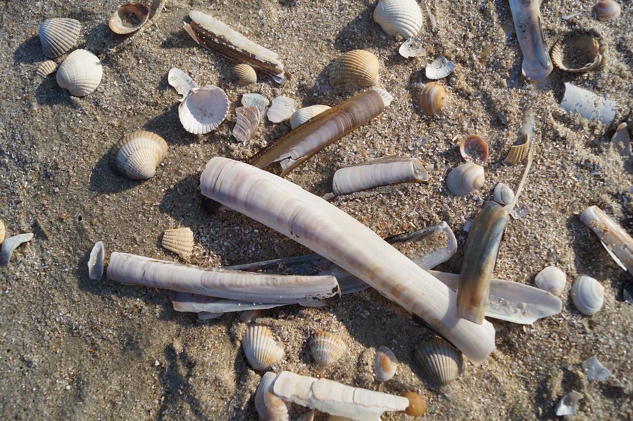 mussels  beach  sand free photo