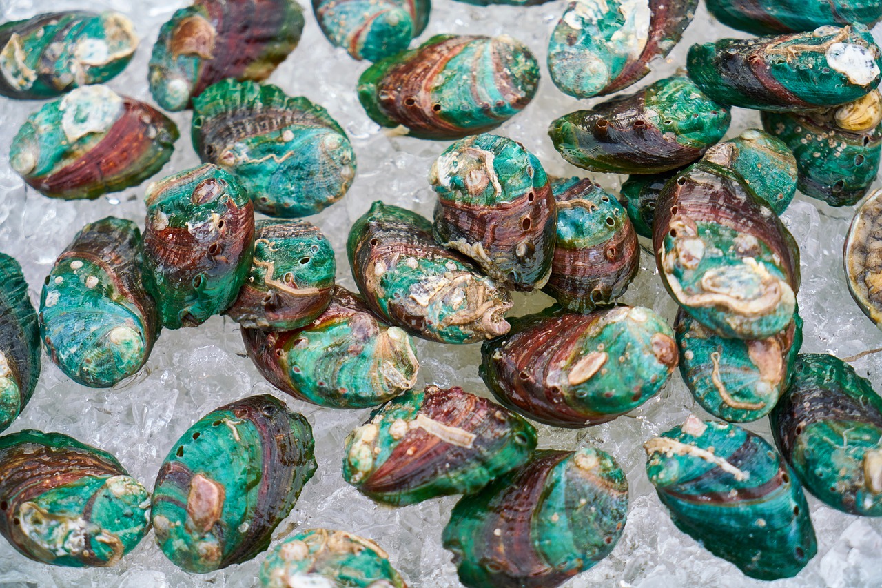 mussels  shelled  green free photo