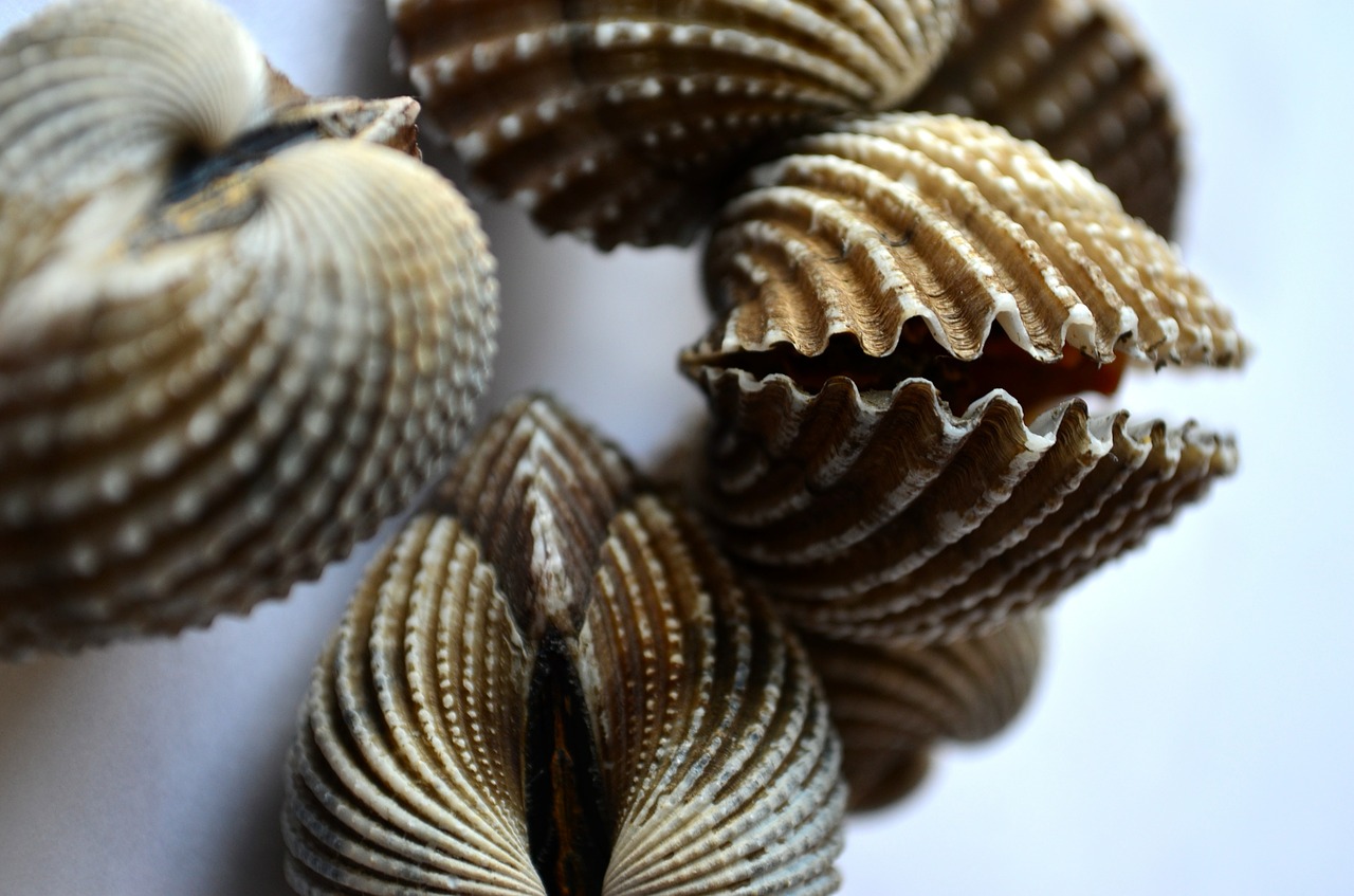 mussels shells sea life free photo