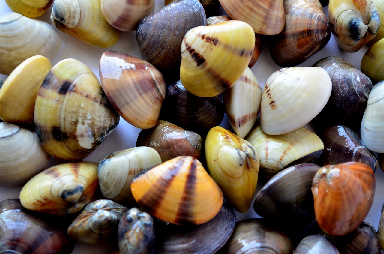 mussels shells sea life free photo