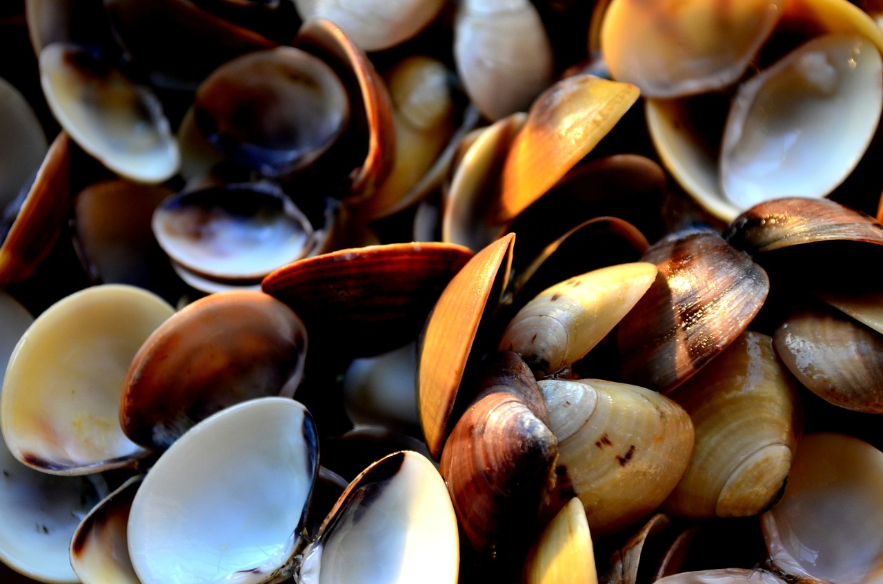 mussels shells sea life free photo