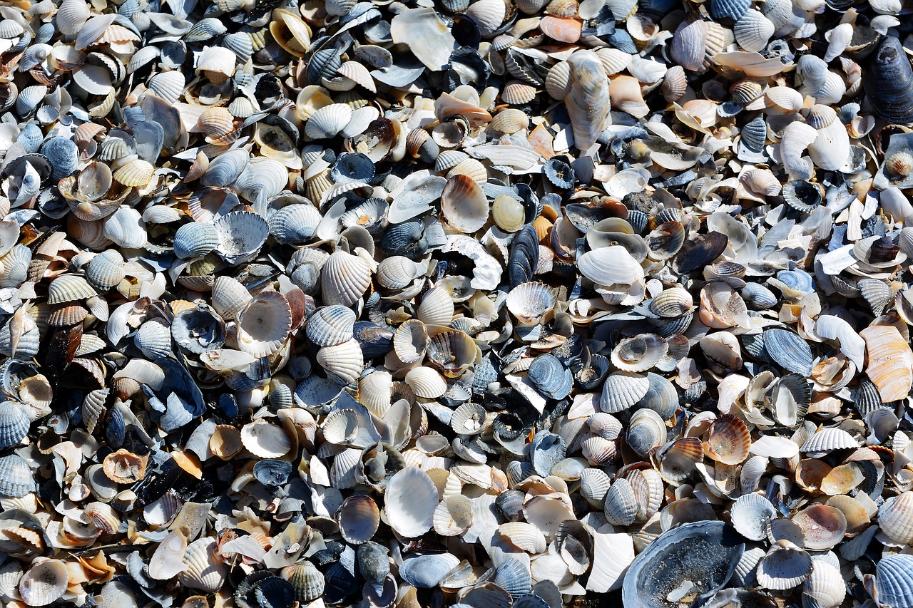 mussels  baltic sea  beach free photo
