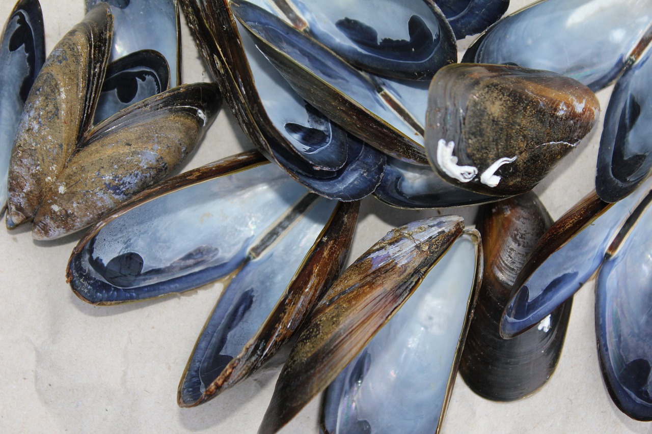 mussels  shells  shellfish free photo