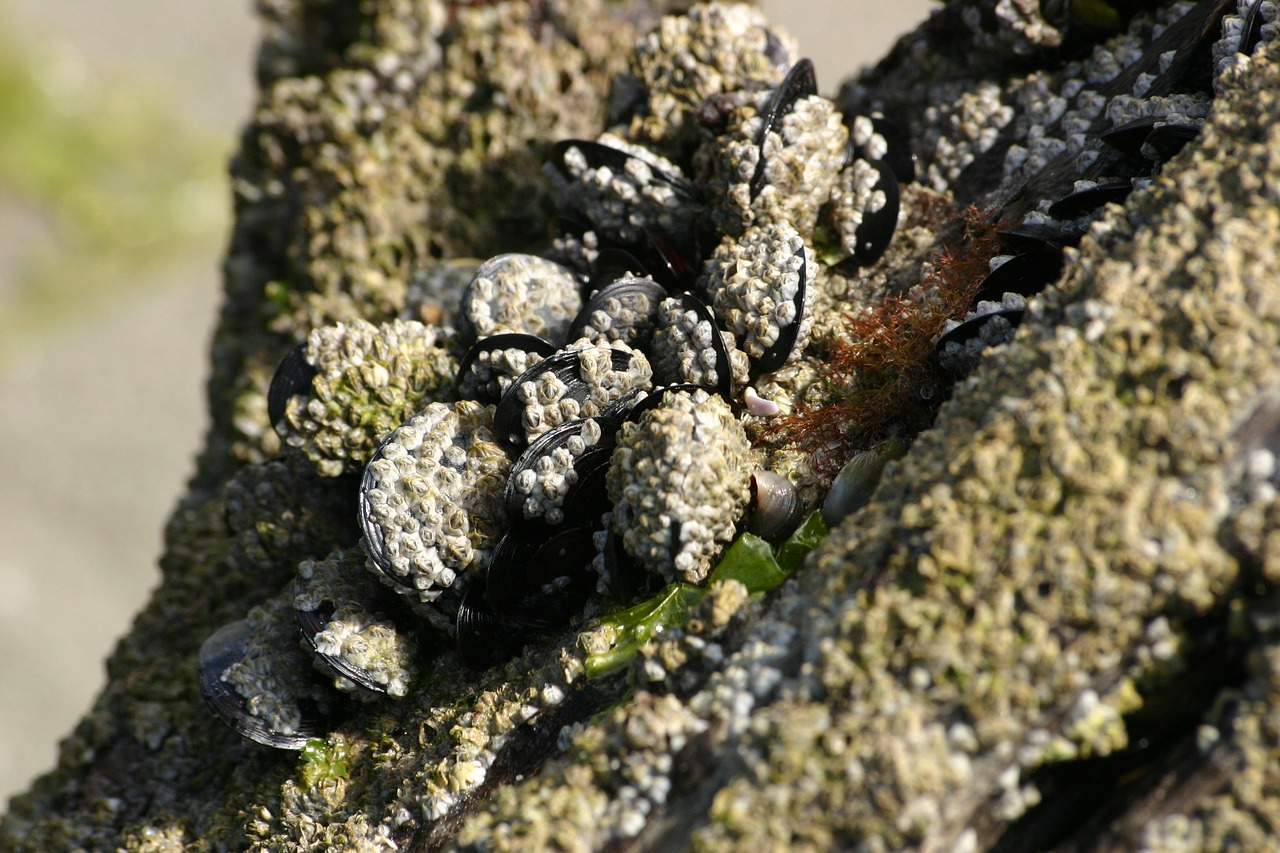 mussels  shells  sea free photo
