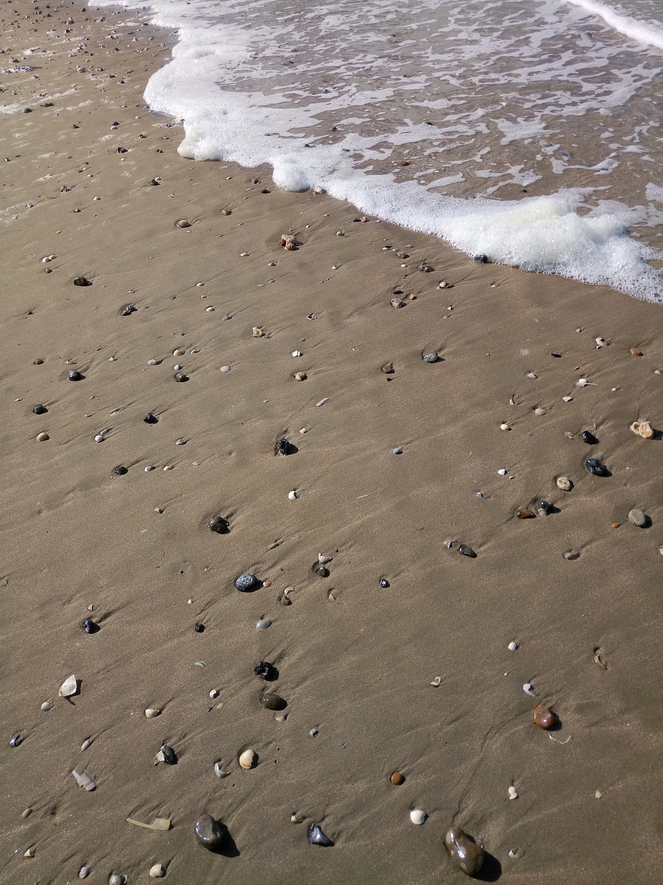 mussels  beach  shell free photo