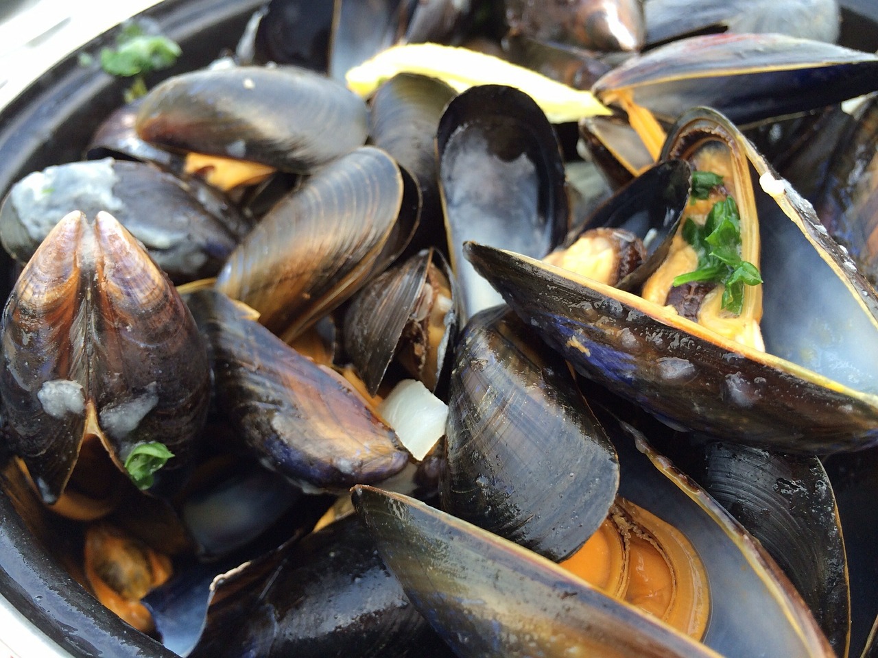 mussels seafood south free photo