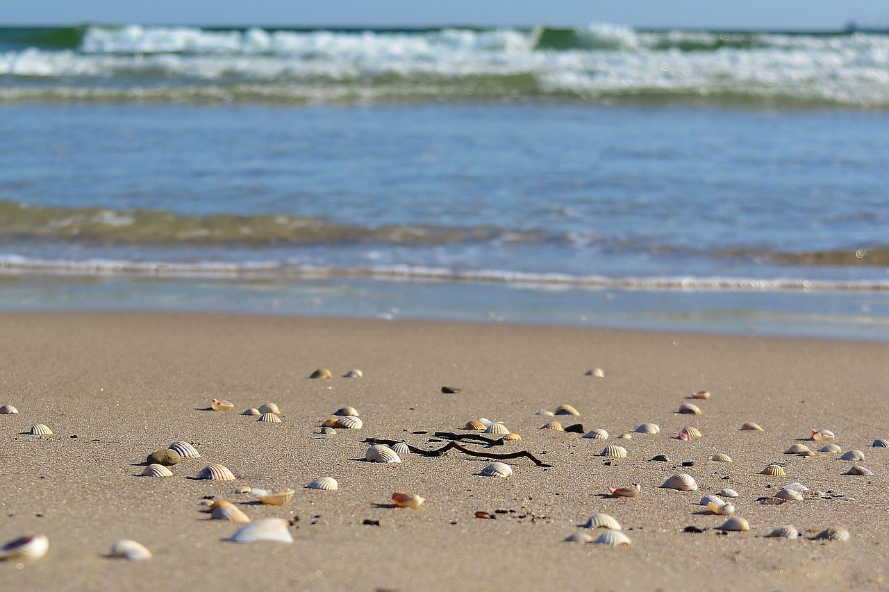 mussels  beach  sand free photo