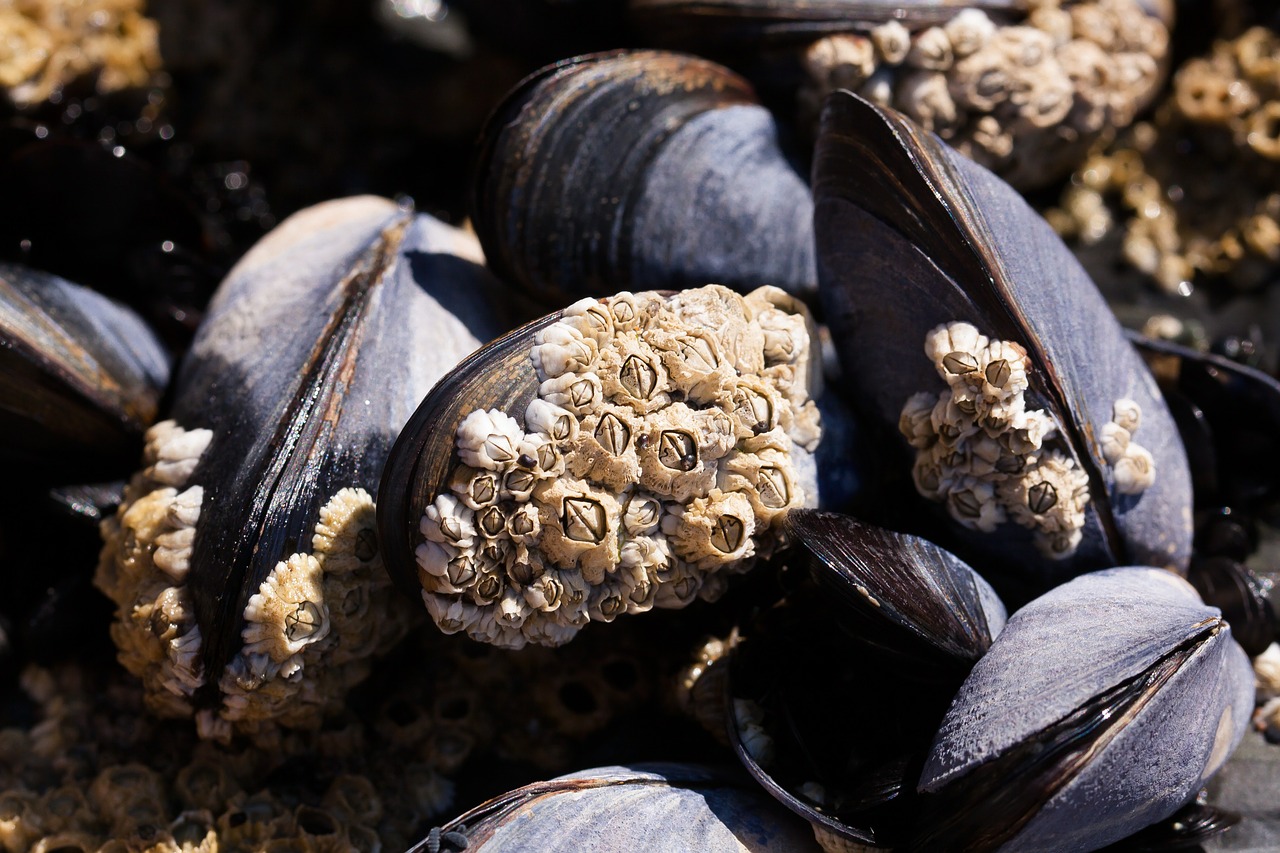 mussels barnacles mytilus free photo