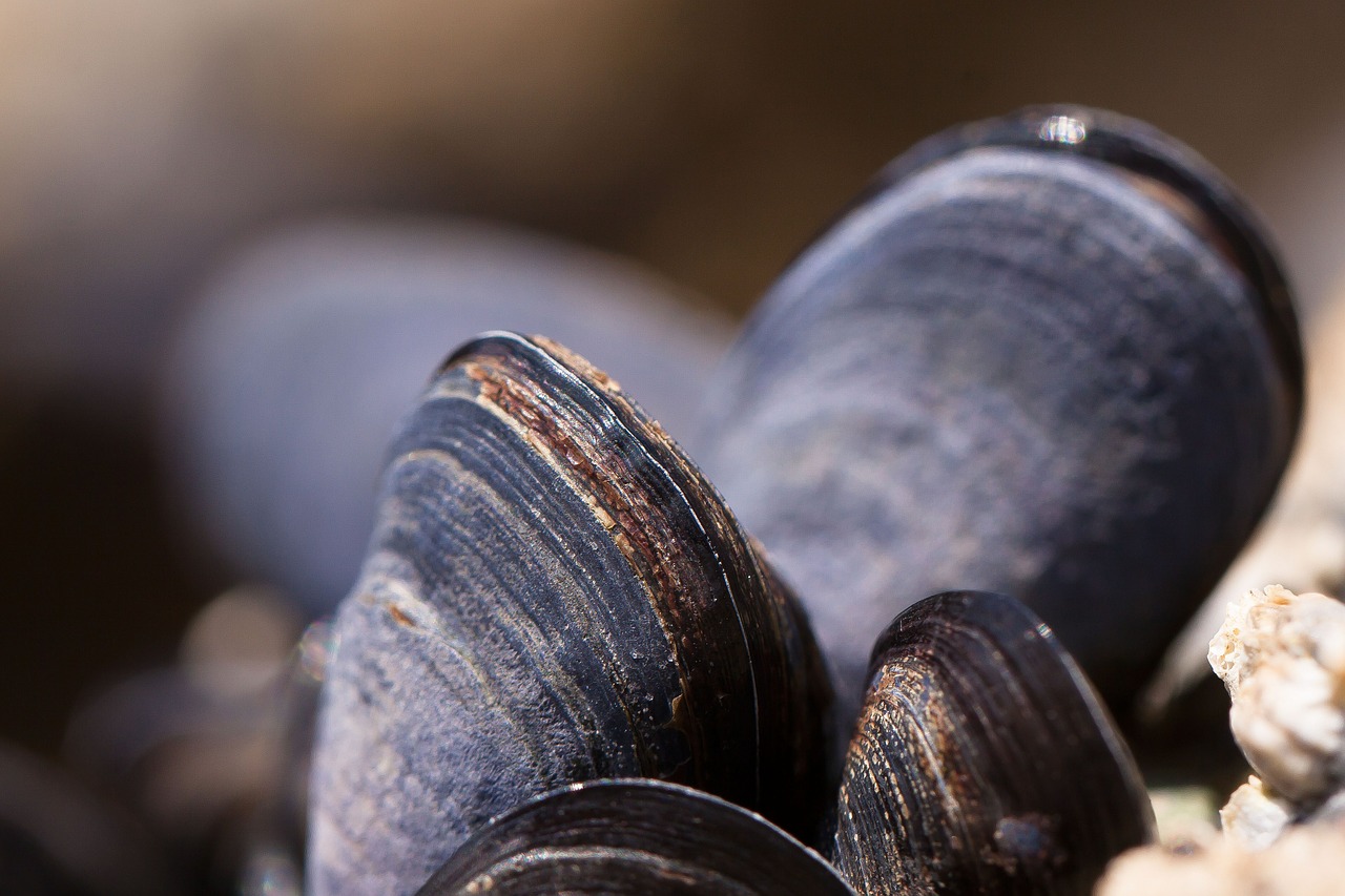 mussels shells mytilus free photo